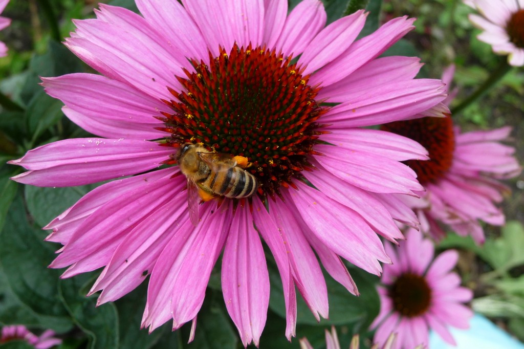 Pflanzen, die Pollen und Nektar liefern, sind Nahrungsquellen für Bienen und andere Insekten.