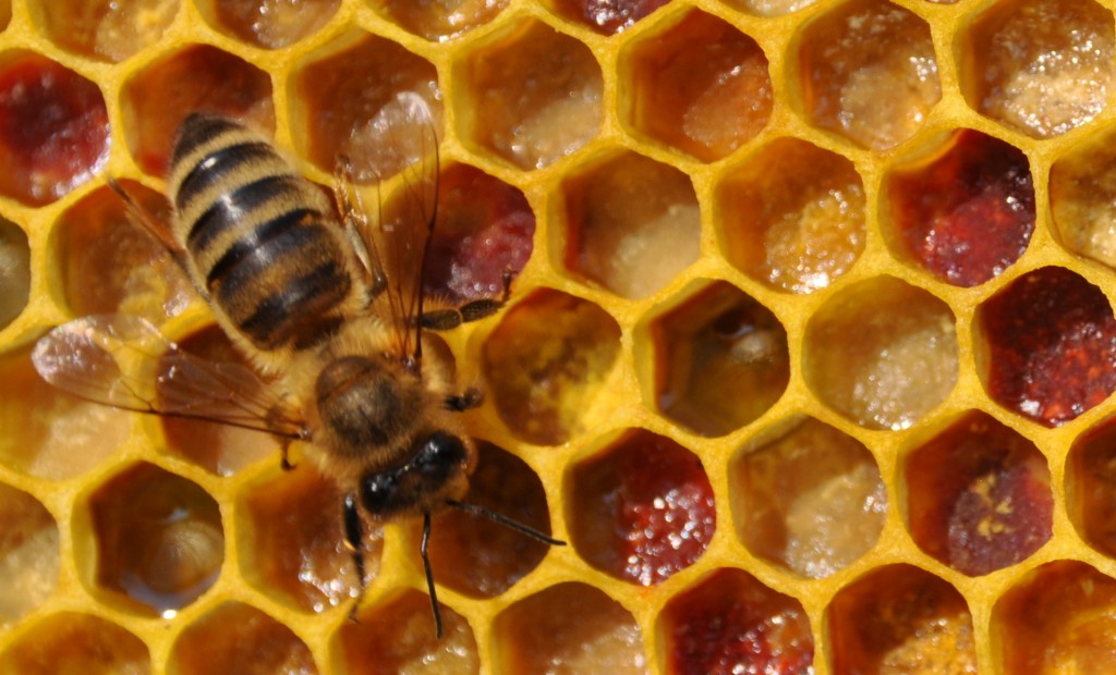 Bunt schimmern die Pollen verschiedener Pflanzen in den Wabenzellen. Bienen sammeln ihn leider auch von gentechnisch veränderten Pflanzen, wenn diese in ihrem Fluggebiet wachsen.