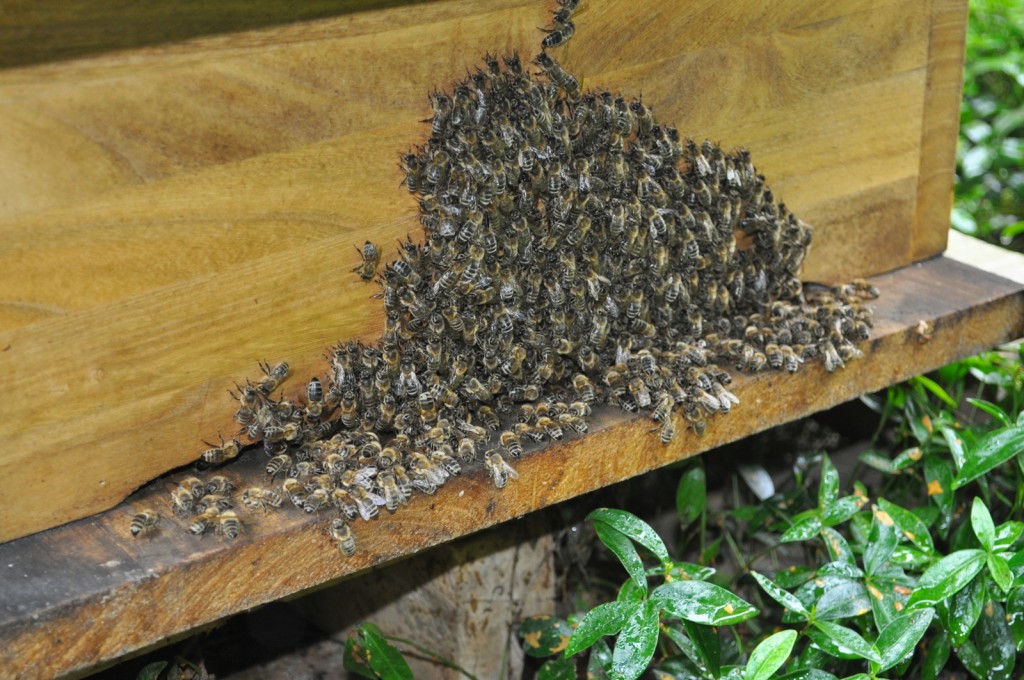 Jetzt häufen sich die Bienen an der Beutenwand oberhalb der Flugöffnung. Auf den Pflanzen sind frische gelbe Kotflecken zu sehen.
