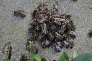 Wer kennt dieses Bild: Lahme Bienen drängen sich zu Haufen und sterben meist über Nacht.