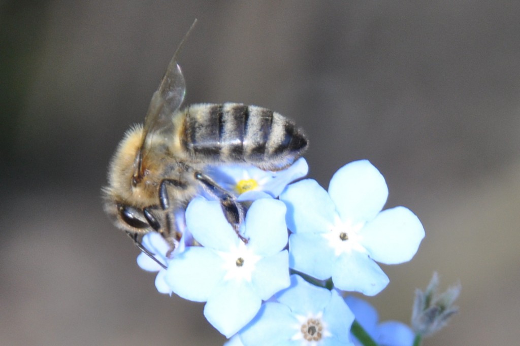 Das Interesse für die Bienen schärft auch den Blick auf die Pflanzen in unserer Umgebung.