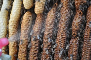 Mit einer Mischung aus eigenem Honig und Wasser feuchte ich die Waben an, damit die Bienen mehr Flüssigkeit aufnehmen.