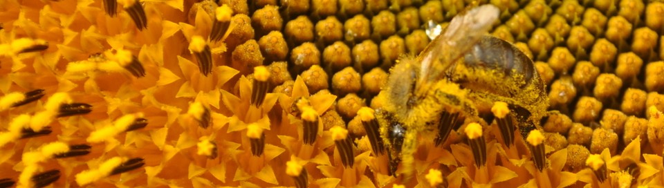 Der Bienenblog