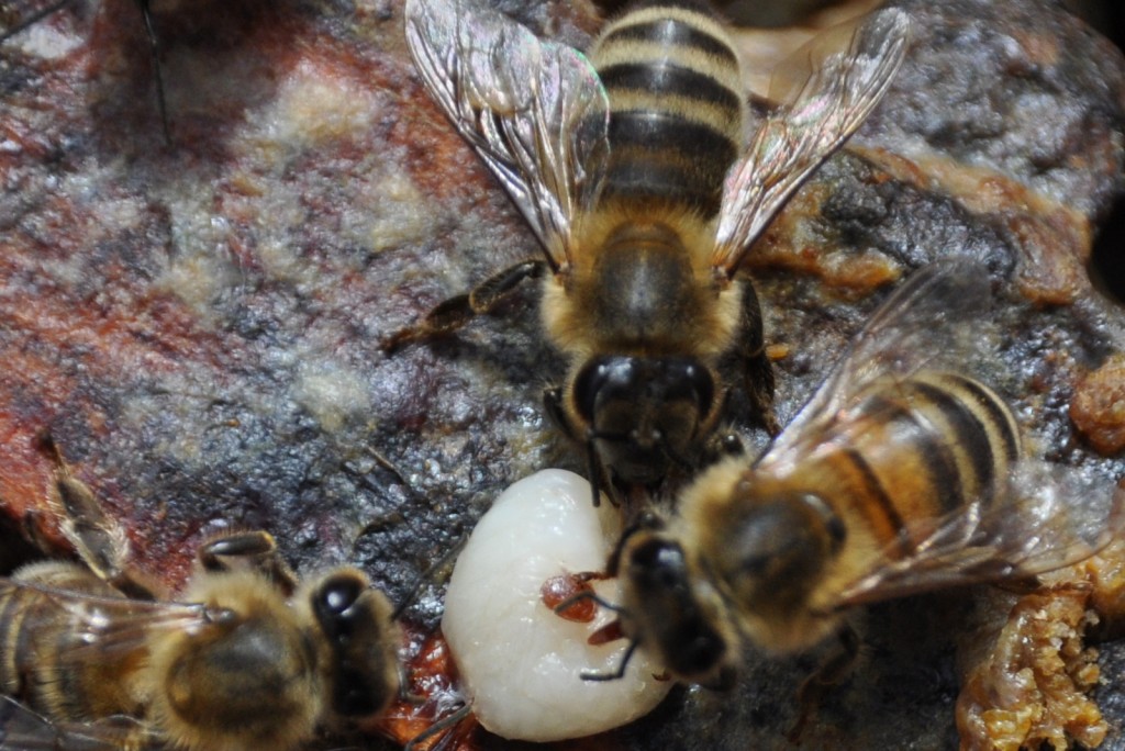 Eine Varroamilbe hat sich in einer Made festgebissen. Zum besseren Größenvergleich habe ich sie auf ein Rähmchen mit Bienen gelegt.