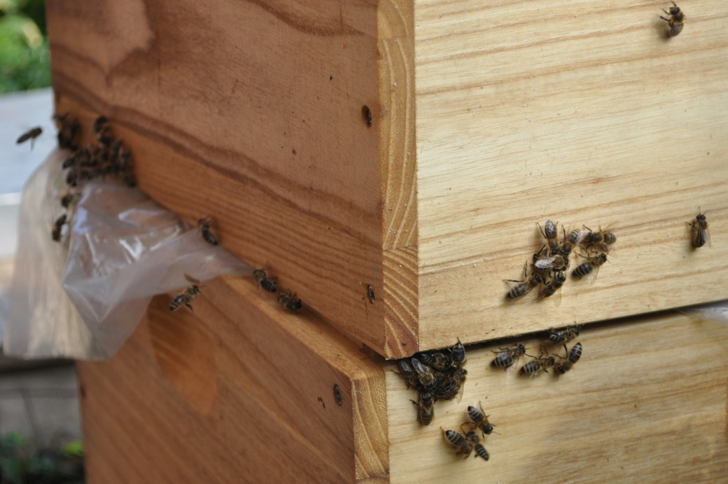 Die Nachricht einer ergiebigen Futterquelle verbreitet sich unter Bienen rasend schnell. Entsprechend beflogen sie die Ritzen zwischen den Zargen, um an das Futter zu gelangen.