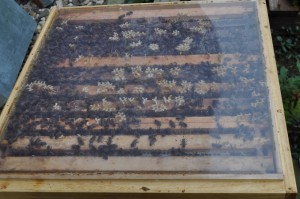 Nur einmal gucken: Sieht alles ganz gut aus. Die Bienen sind munter, haben die Waben recht breit ausgebaut und die Ritzen am Kunststoffdeckel mit Propolis verschlossen.