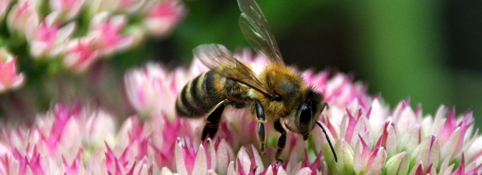 Der Bienenblog