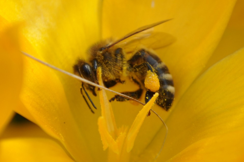 Zur Orientierung Bienen fliegen sich ein
