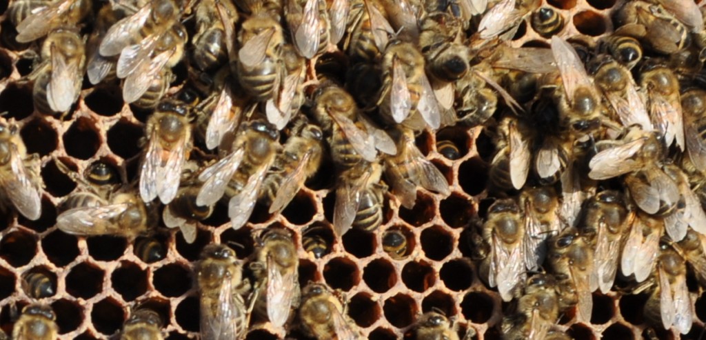 Da rührt sich nichts mehr. Auf dem Foto kann man es leider nicht sehen, aber die Bienen sind alle tot. Viele stecken tief in den Zellen, um das letzte Futter herauszuholen.