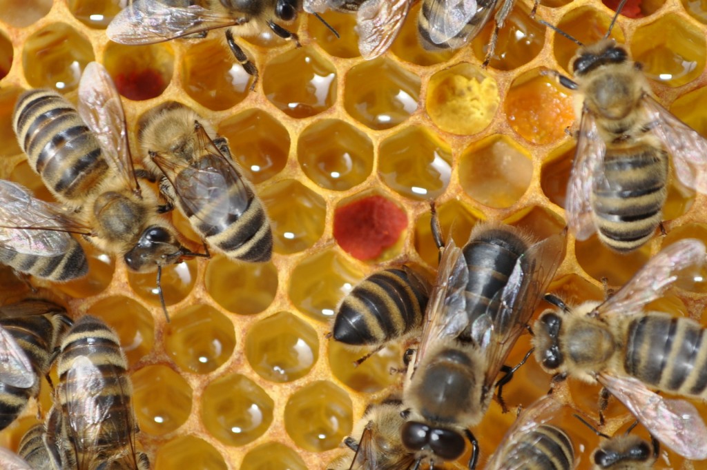 Wie schön der Honig schimmert und der Pollen leuchtet, das alles bei Sonnenschein fotografiert - herrlich!