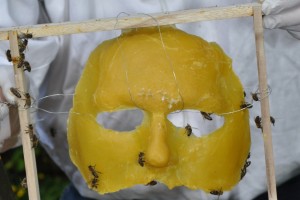 Ich war durch schon vorgewarnt. Die Wachsmaske wird von den Bienen mit Wabenwerk ausgebaut. Hier beginnen sie damit über der Nasenwurzel.