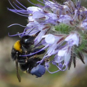 Phazelia mit Hummel - achtet auf die lilafarbenen Pollenhöschen.
