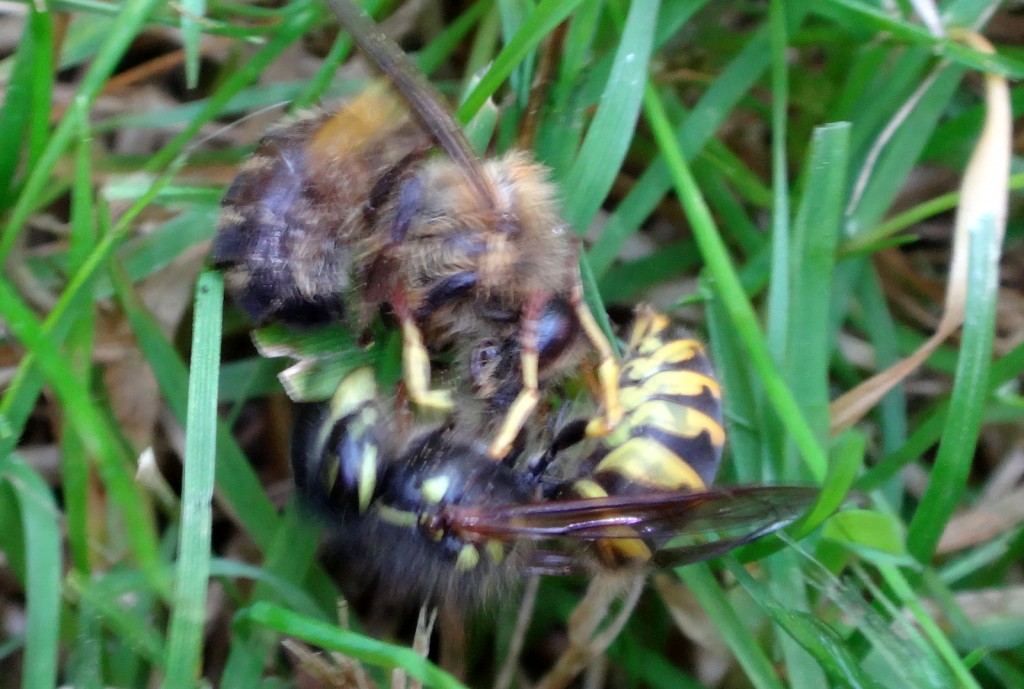 Ein Kampf auf Leben und Tot: Wespe gegen Biene.