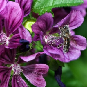 Vorher hat die Biene an dieser Malve genascht. Sie gibt ihre Pollen sehr großzügig ab.