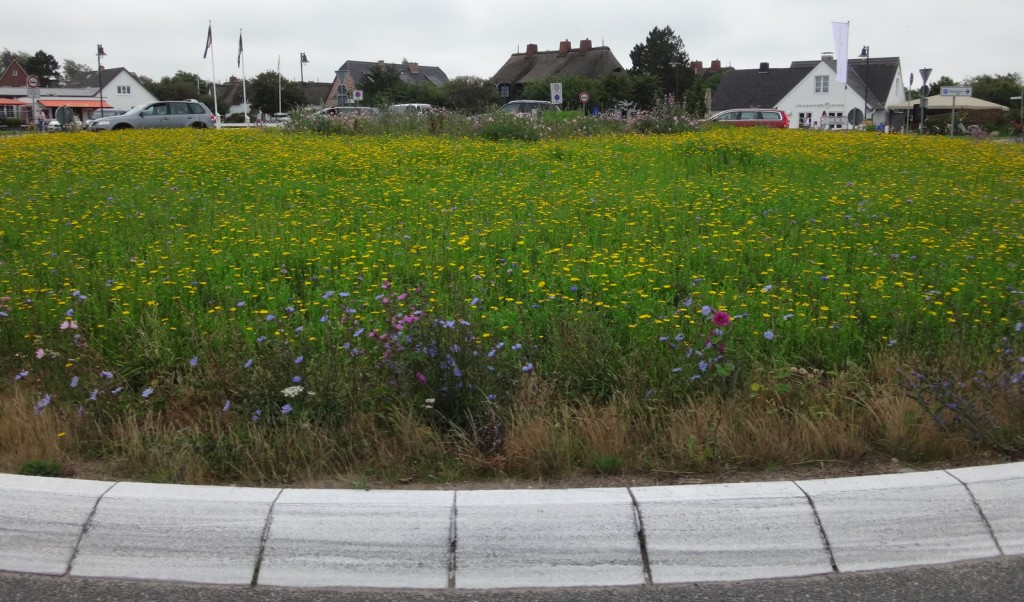 Der Kreisverkehr in Keitum ist als Blumenwiese angelegt. 