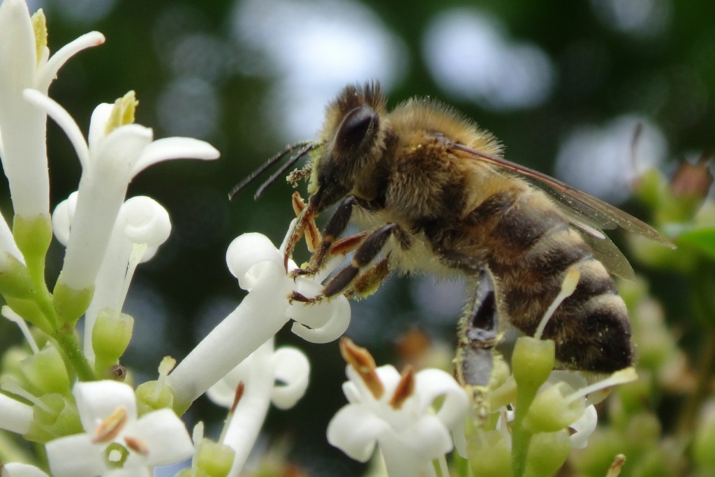 Diese Blüten müssen für Bienen herrlich sein - oder sie sind so beliebt, weil sie derzeit die fast einzige Trachtquelle sind.