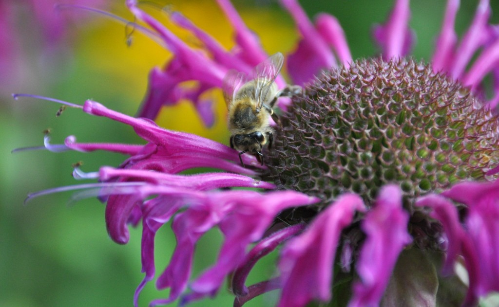 Die Blüten der Indianernessel sind zu eng für die Biene.