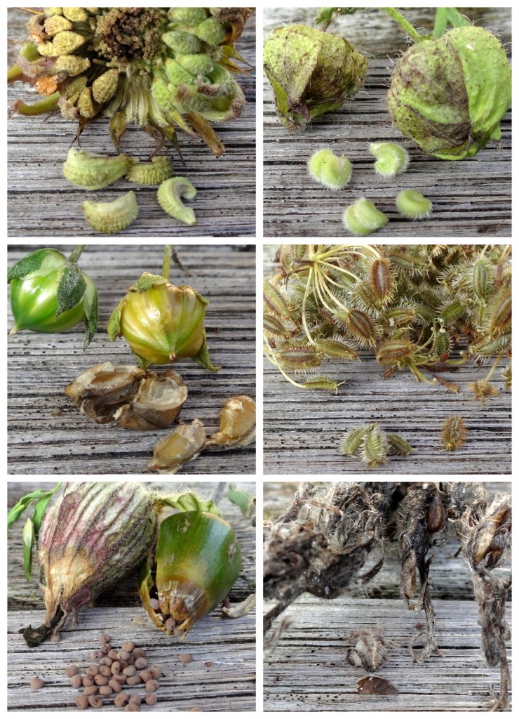 Von links nach rechts: Ringelblume, Malve, Flachs, Wilde Möhre, Nelke, Taubenkropfleimkraut, Phazelia.