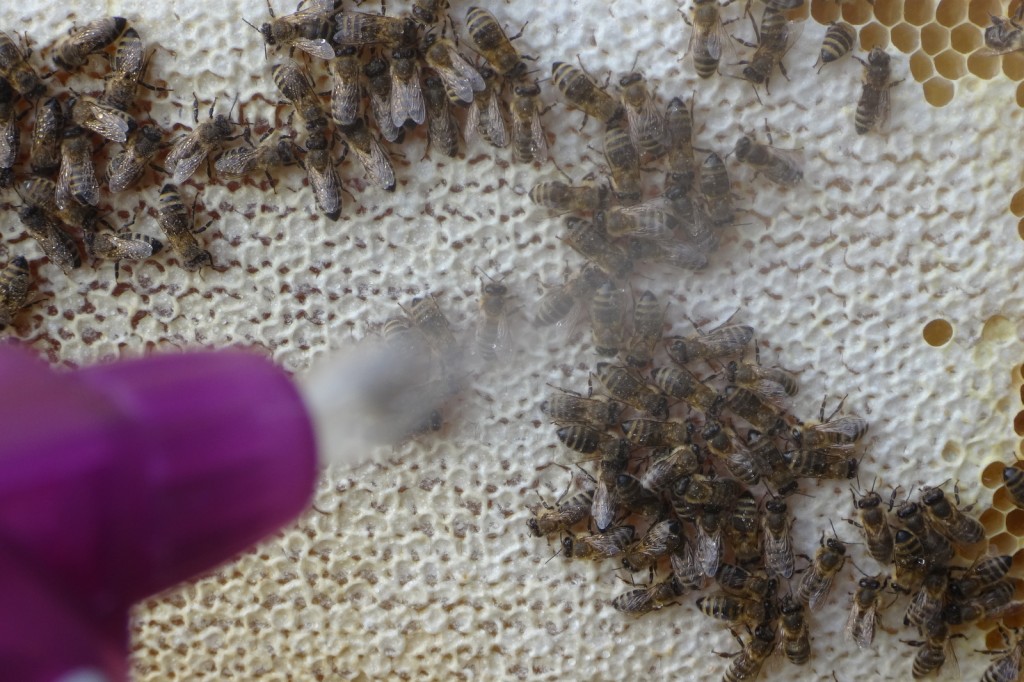 Mit einem feinen Sprühstrahl wird die Ameisensäure auf die Bienen gestäubt. Sieht auf dem Bild heftiger aus, als es war.