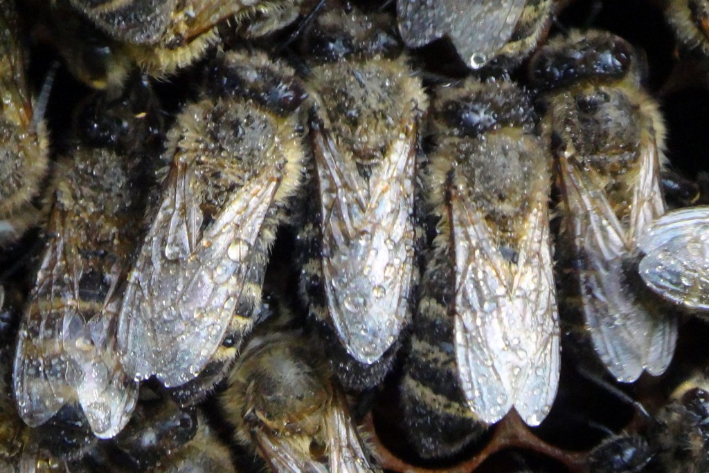 Igitt! Von dieser Behandlung gegen die nervigen Milben waren die Bienen gar nicht begeistert. Fast regungslos versuchen sie zu verstehen, was ihnen passiert ist....