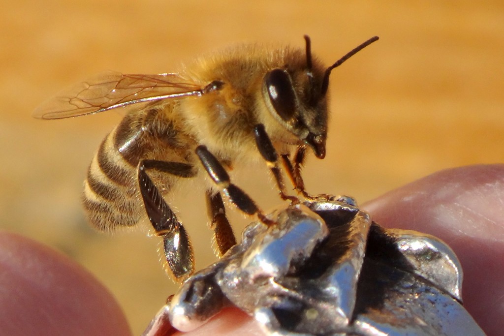 Diese Biene mag meinen Silberring.