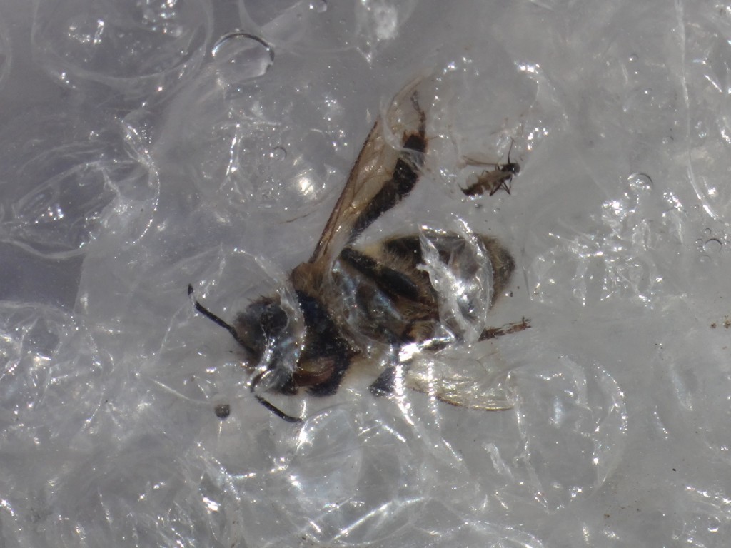 Eine Tüte aus Luftpolsterfolie wurde für die Biene zum tödlichen Gefängnis.