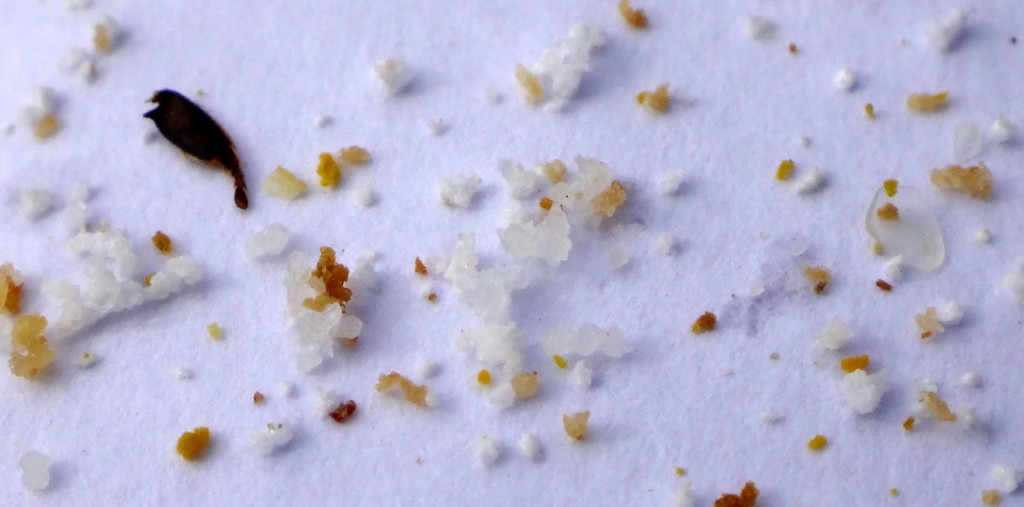 Farblose Wachsplättchen (rechts) zeugen von Brut, da Baubienen das Wachs ausschwitzen um damit die Brutzellen zu verschließen. Die weißen Krümel sind Zuckerkristalle, die den Verbrauch von Winterfutter anzeigen.