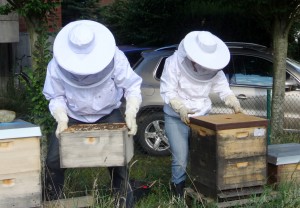 In blendendweißer nagelneuer Imkerjacke setzt mein Mann die Honigzarge auf die Bienenflucht.