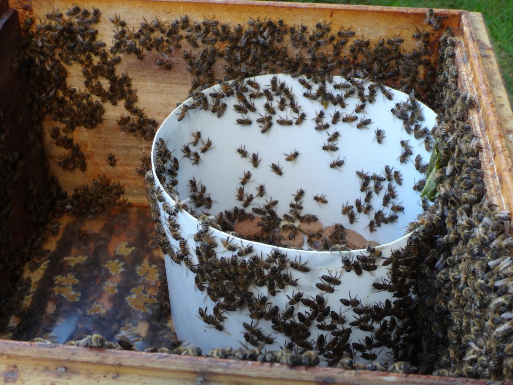 Innerhalb von zwei Tagen haben die Bienen den 5-l-Eimer mit Futter geleert. Jetzt gibt es Nachschub. Als Schutz vor dem Ertrinken dienen Korkscheiben.