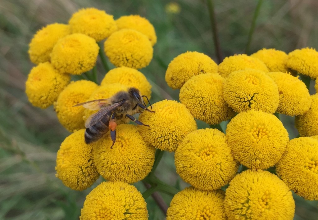 Arbeiterin mit Pollenhöschen auf Rainfarn - Danke für die Blumenwiesenfotos an meine Nachbarin Tanja Wolf.