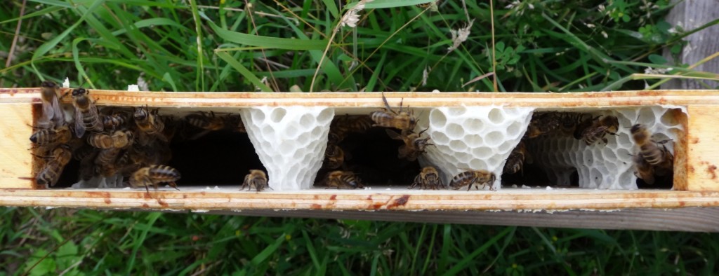 Kaum ist die Futtertasche geleert, bauen die Bienen ihr Wabenwerk hinein.