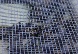 An mehreren Stellen haben die Bienen Löcher ins Propolisnetz geknabbert.