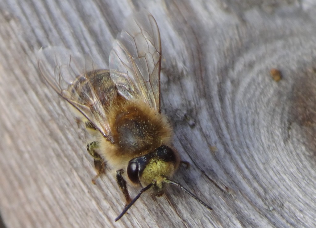 Wo sie wohl das gelbe Köpfchen geholt hat? Im Senf oder im Ölrettich? Viele Bienen schien der Kopfschmuck zu stören, sie waren auf dem Anflugbrett eifrig dabei, sich zu putzen.